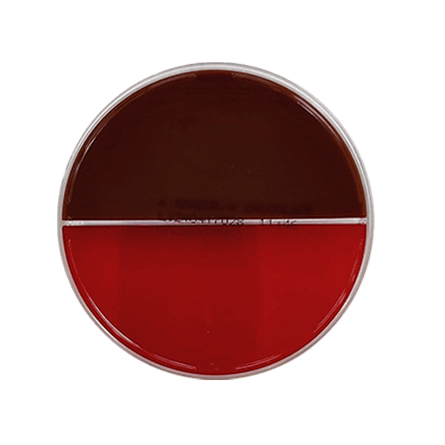 Agar-Sangue-Chocolate-1