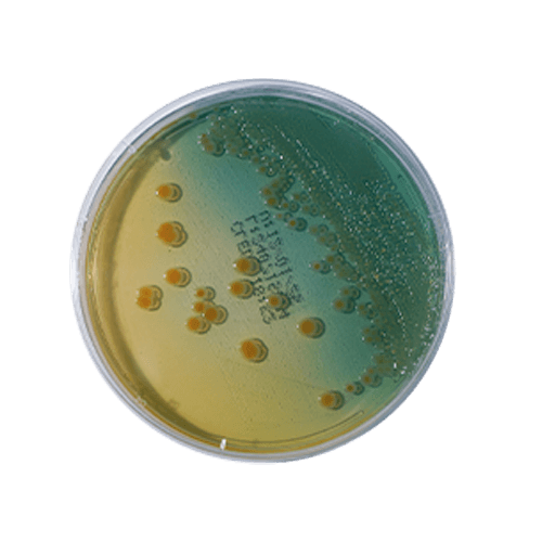 Cled-Agar