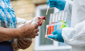 card-gripe-aviaria-laborclin-blog