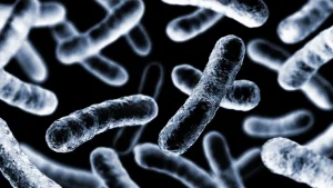 klebsiella-pneumoniae-og