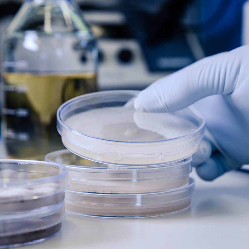 solabia-cropped-hand-scientist-holding-petri-dishes-table-1