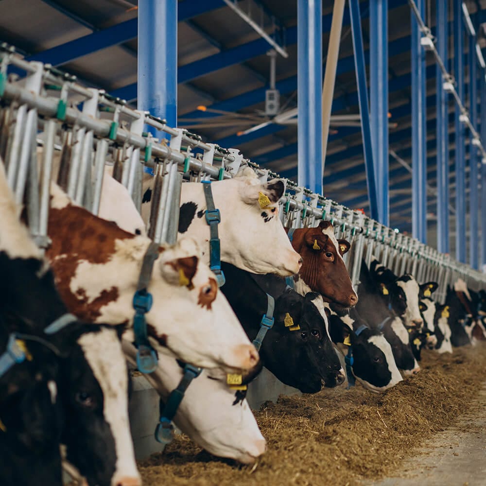 solabia-young-woman-with-bucket-cowshed-feeding-cows-1
