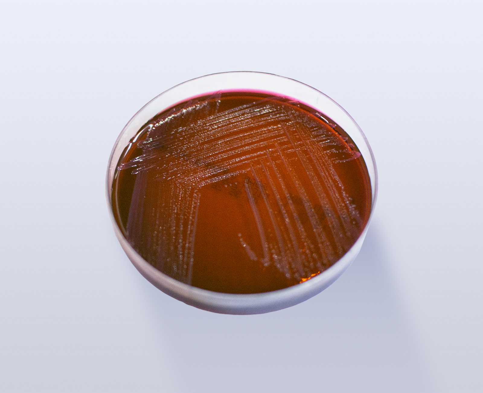 PL-5368-ATCC-12453-PROTEUS-MIRABILIN