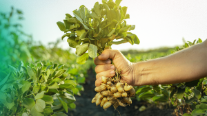 card-Dia_Mundial_da_Agricultura-blog