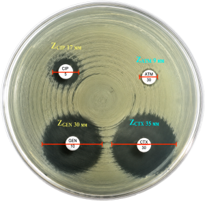 Antibiotic Discs